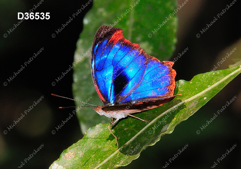 Orsis Bluewing (Myscelia orsis)